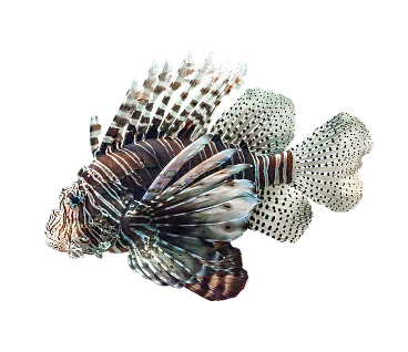 Image of a fish swimming to the left