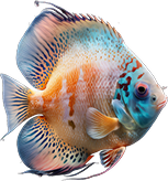 Image of a fish swimming to the right