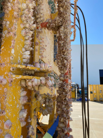barnacles on subsea ROV