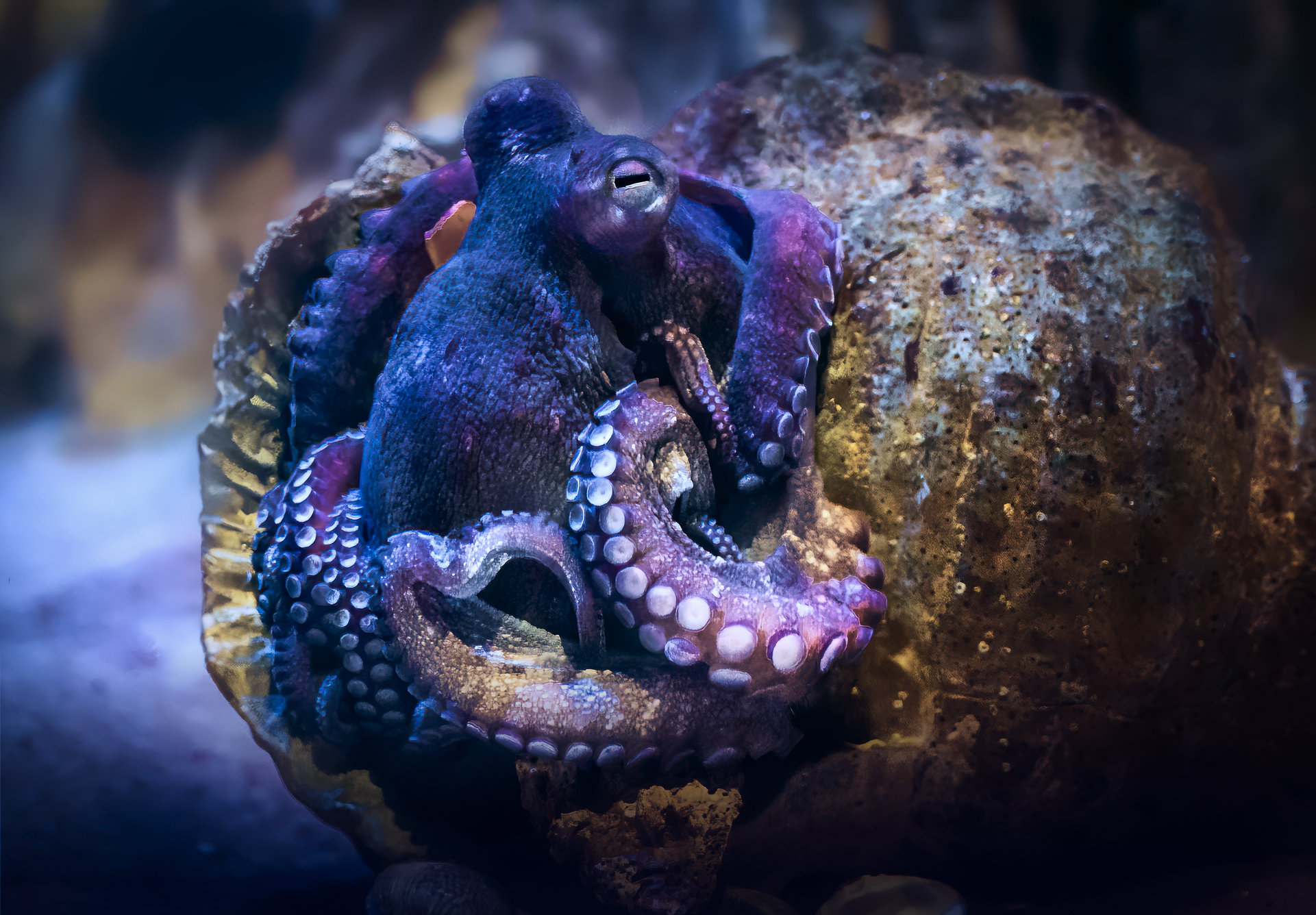 Marine Environmental Science 17