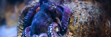 Marine Environmental Science 19