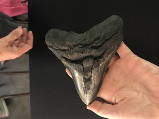 School Touring Committee 1